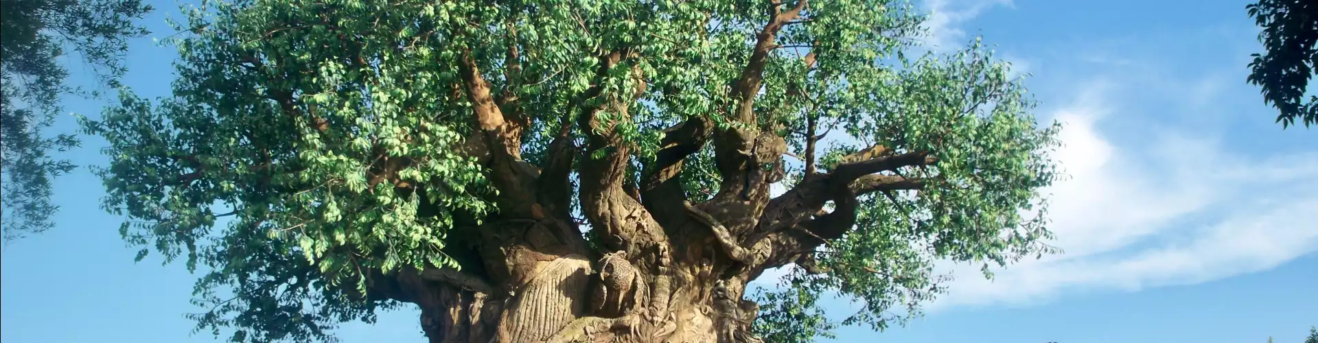 Heure de guérison Reiki de septembre - Arbre de vie et Terre mère